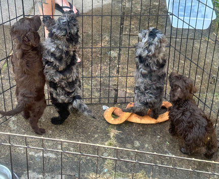READY NOW doxiepoo pups 1x Girl  2x males