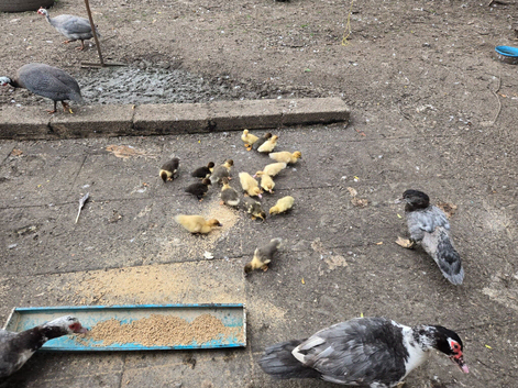 Muscovy young