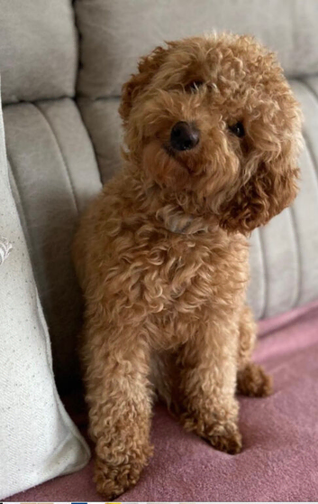 Toy poodle male