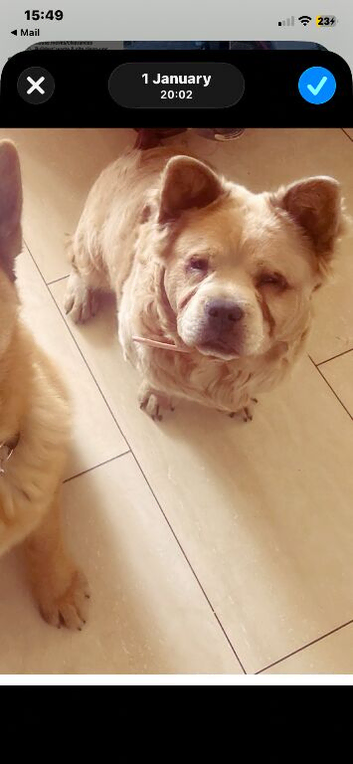 German shepherd cross chow chow cross French bulldog