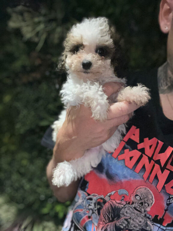 our last Toy Cavapoo Boy