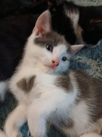Light grey/white tortoise shell male kitten
