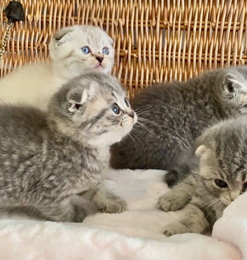 BEAUTIFUL LITTLE TEDDY BEARS (READY 17TH JULY)