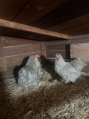 5 Pekin hens for sale