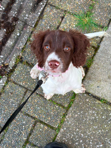 8 months old femail springer spaniel
