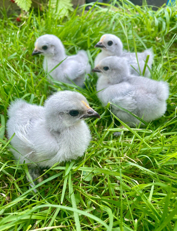 Week old lavender pekin chicks
