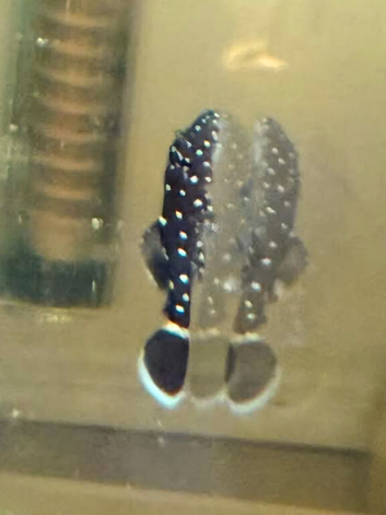 L183 Starlight Pleco Babies