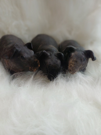 Skinny pigs and carriers