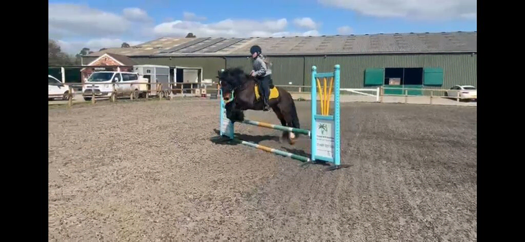 Bracken 13’3/14hh 4 year old Cob