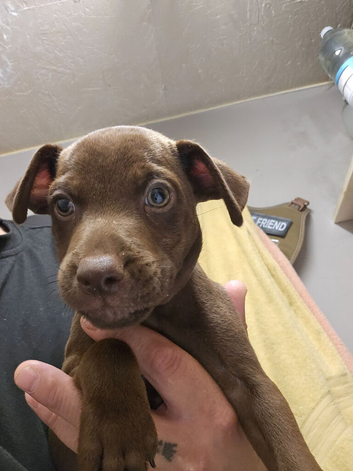Patterdale Terriers Pups For Sale