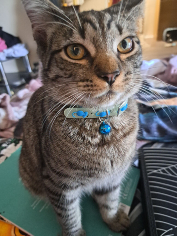 Male kitten Looking a forever