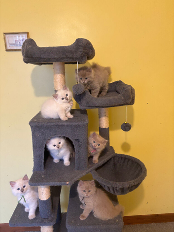 RARE SOLID AND TRADITIONAL RAGDOLLS CARRYING CINNAMON