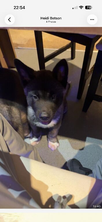 Akita puppy 9 weeks old