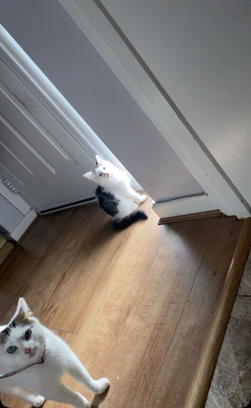 Kitten for sale