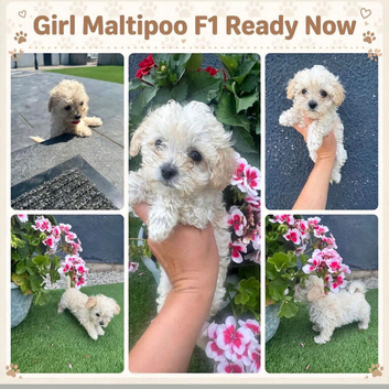 Small little girl left apricot ears and apricot masking Maltipoo