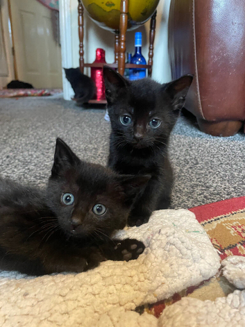 Kittens ready now