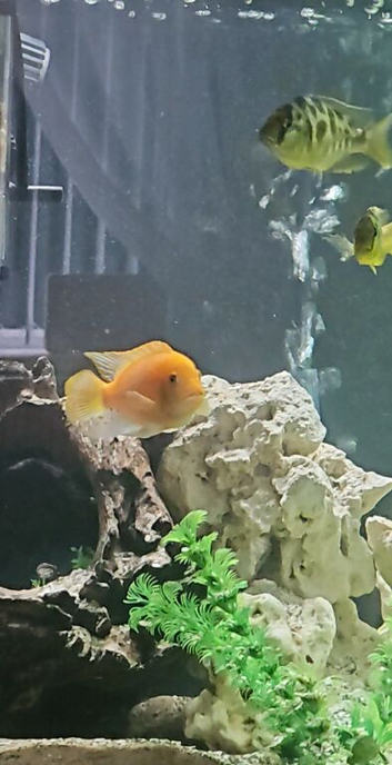 Five mbuna