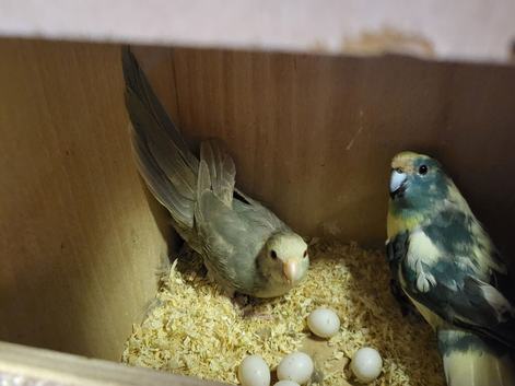 Proven pair kakarika