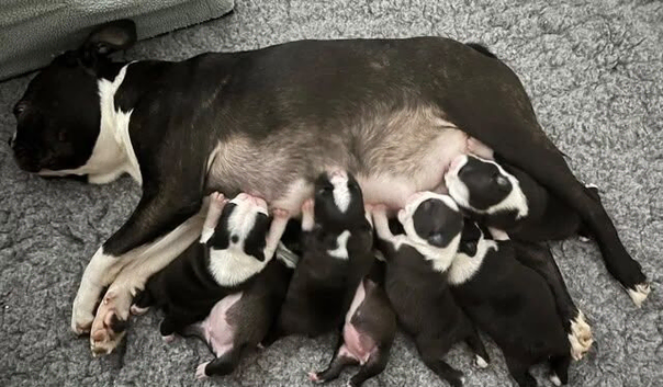 KC Registered Home Raised Boston Terrier Puppies