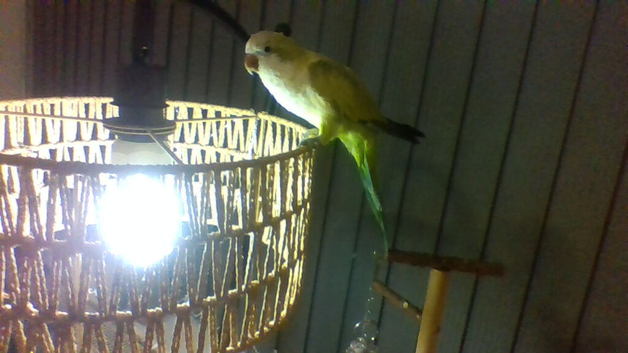 green quaker