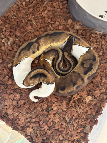 Royal python for sale