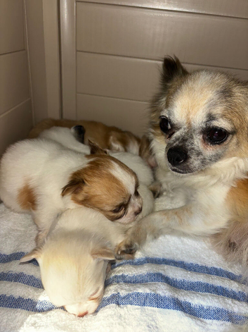 Merle Chihuahua puppies