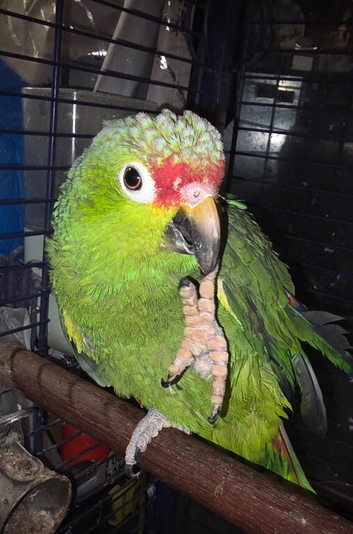 Amazone red head parrot