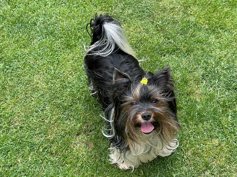 York Terrier Biewer for stud