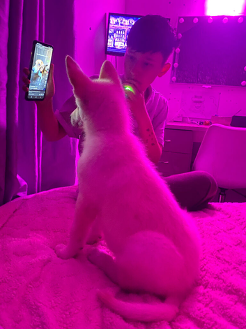 Shepsky pup (11 weeks)