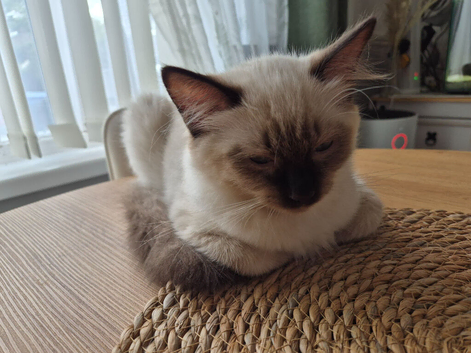 Ragdoll kitten, girl