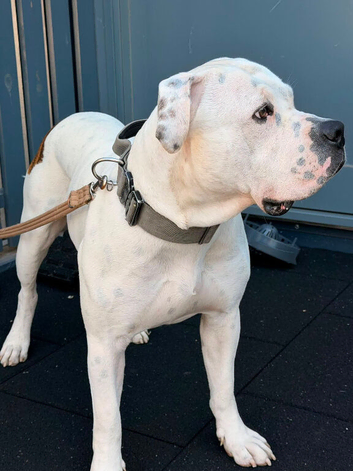Selling a dog