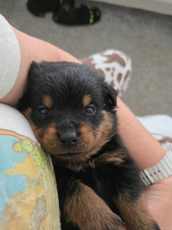 Rottweiler pup for sale
