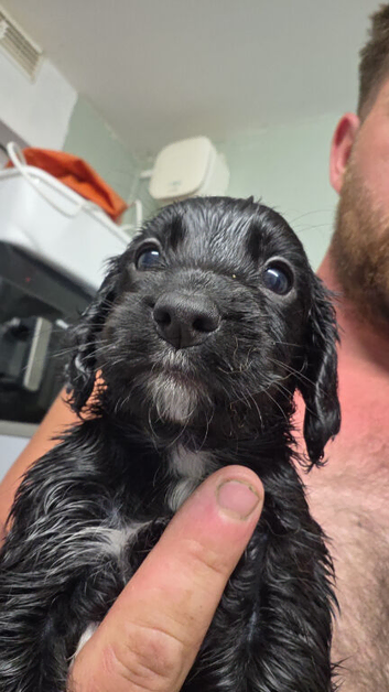 Sprocker spaniel