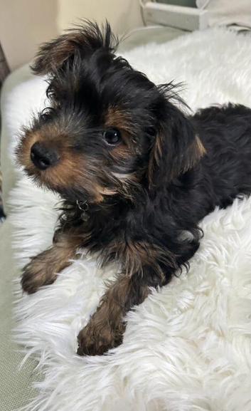 Beauty girl Yorkshire Terrier Puppy  Ready for Love