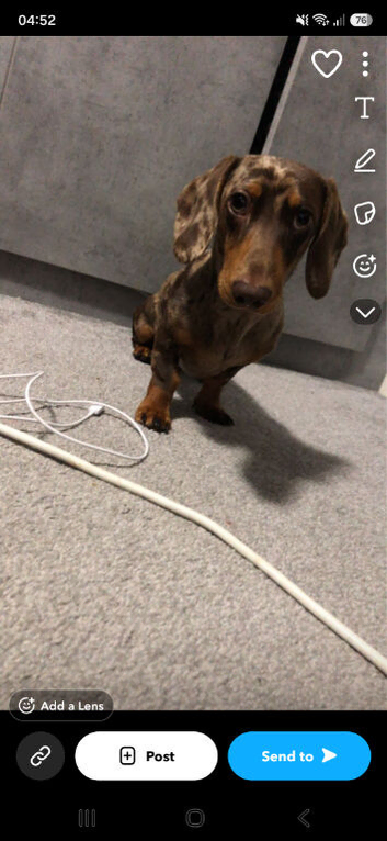 Dapple dachund