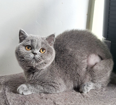 Beautiful Blue British Shorthair Female Kitten