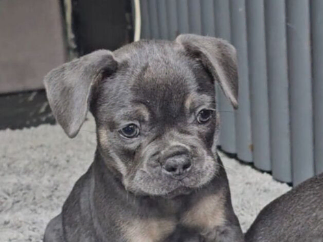 Adorable Purebred French Bulldog Puppies; 3 Females & 2 Males Ready for Loving Homes