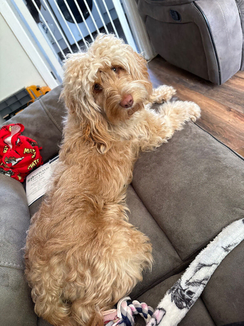 Female cockapoo