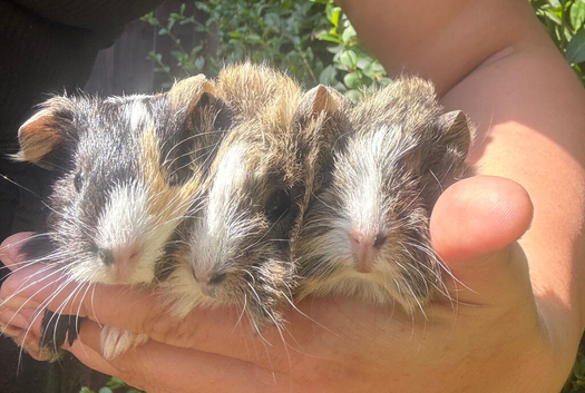 Three Male Guinea Pigs &ndash; Ready for Their Forever Homes