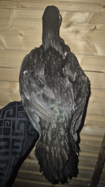 Ganoi and ganoi x pullets