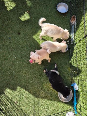 3 stunning 16 week old pugs