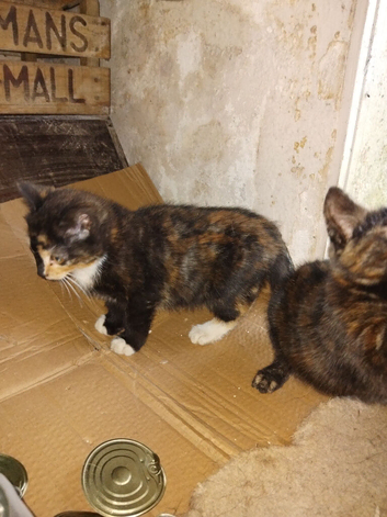 Ready to go kittens