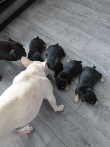 Beautiful French Bulldog Puppies &ndash; Looking for their forever homes