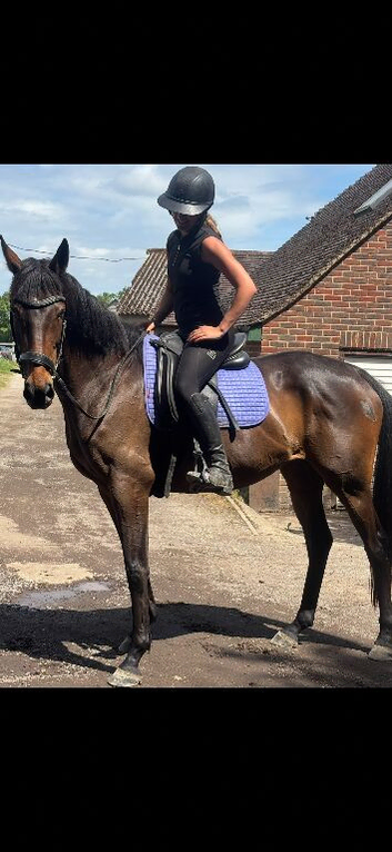 Teens fun horse needs new home