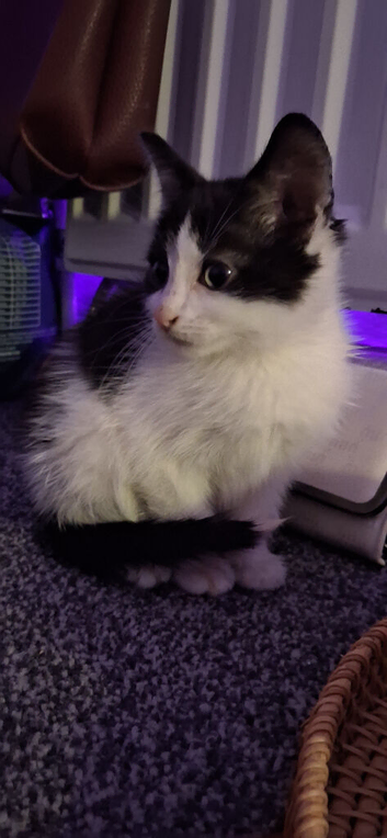 Girl kitten ready to leave