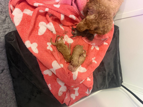 6 toy poodle puppy&rsquo;s 3 boys 3 girls