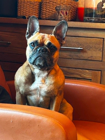 Super sweet red fawn frenchie female 3.5yrs in need of a home