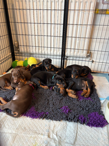 9 Doberman puppies (leave after 6th June)