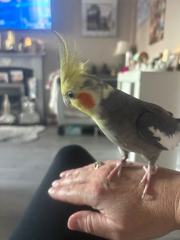 Super tame cockatail