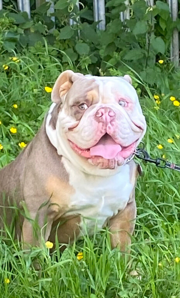 Olde tyme bulldogge
